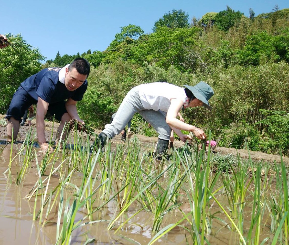 くにさき七島藺植え付け体験会