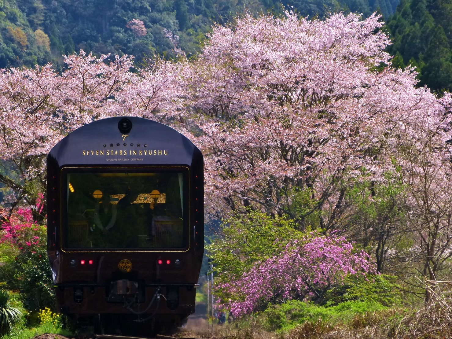 桜咲く