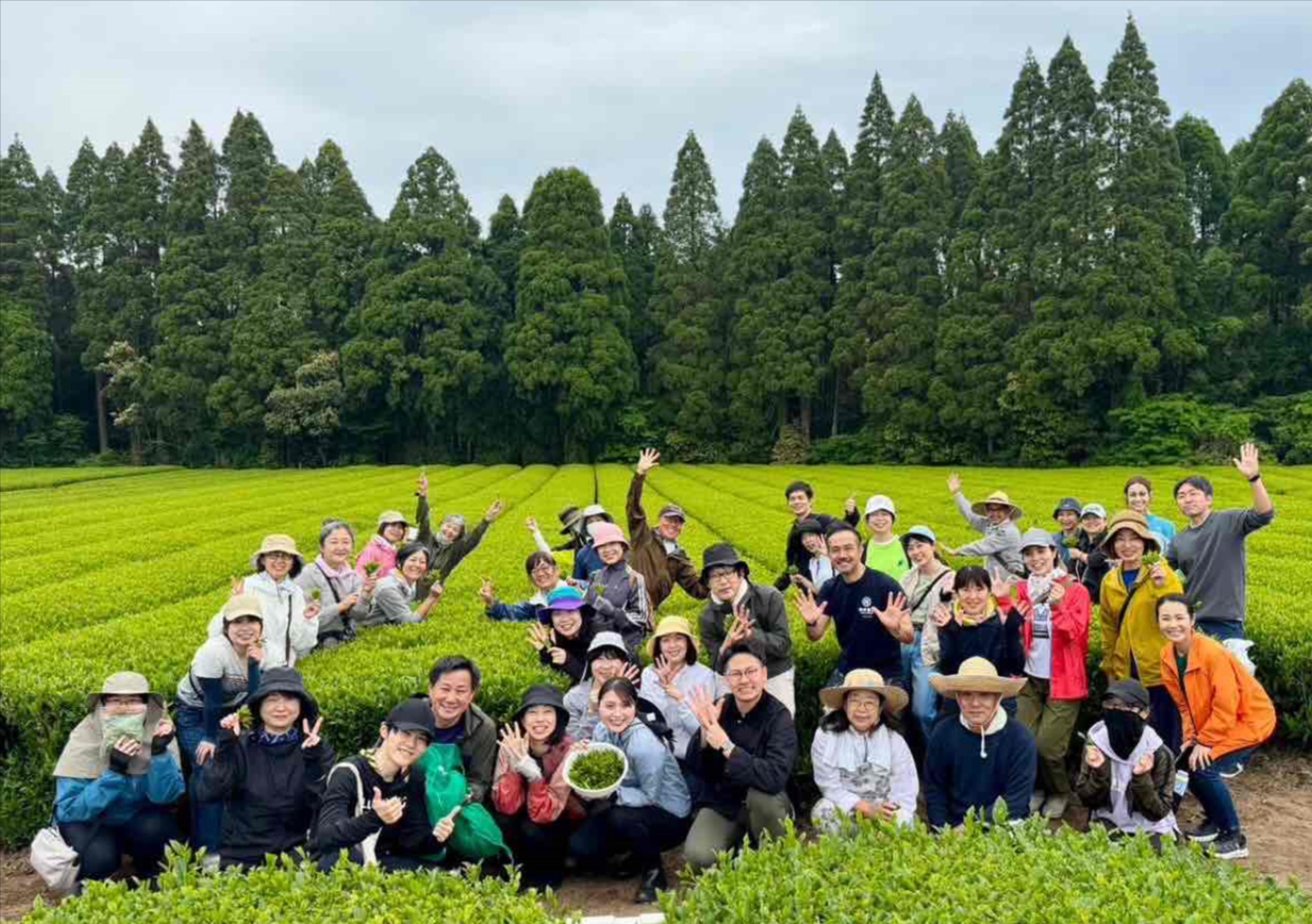 八十八夜新茶摘み